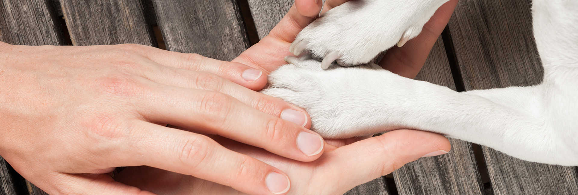 Owners Hand Holding Dog Paws